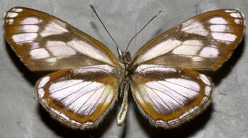 Media type: image;   Entomology 16609 Aspect: habitus ventral view